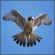 x13541_727_mtperegrinefalconlogo_t55jpg